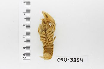 Media type: image;   Invertebrate Zoology CRU-3354 Description: Preserved specimen.;